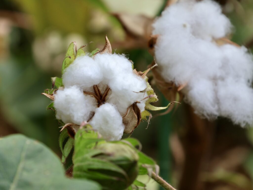 綿花