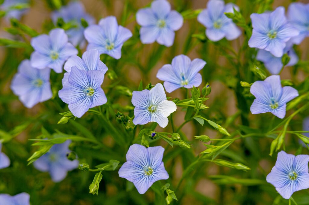 亜麻の花